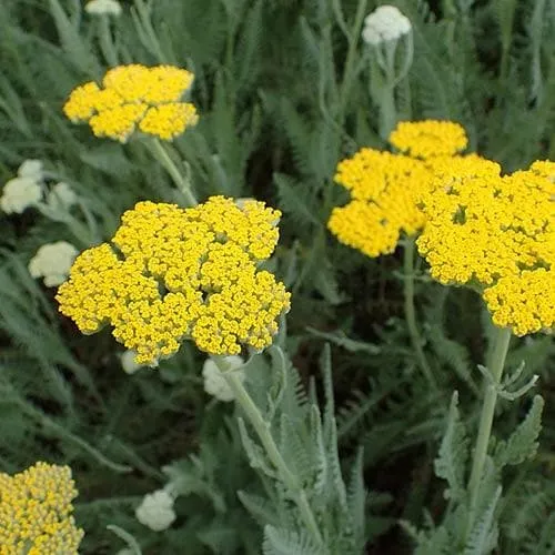 Achillea millefolium Moonshine