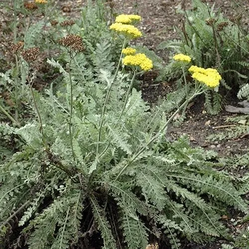 Achillea millefolium Moonshine