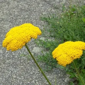 Achillea millefolium Moonshine