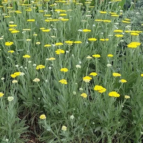 Achillea millefolium Moonshine