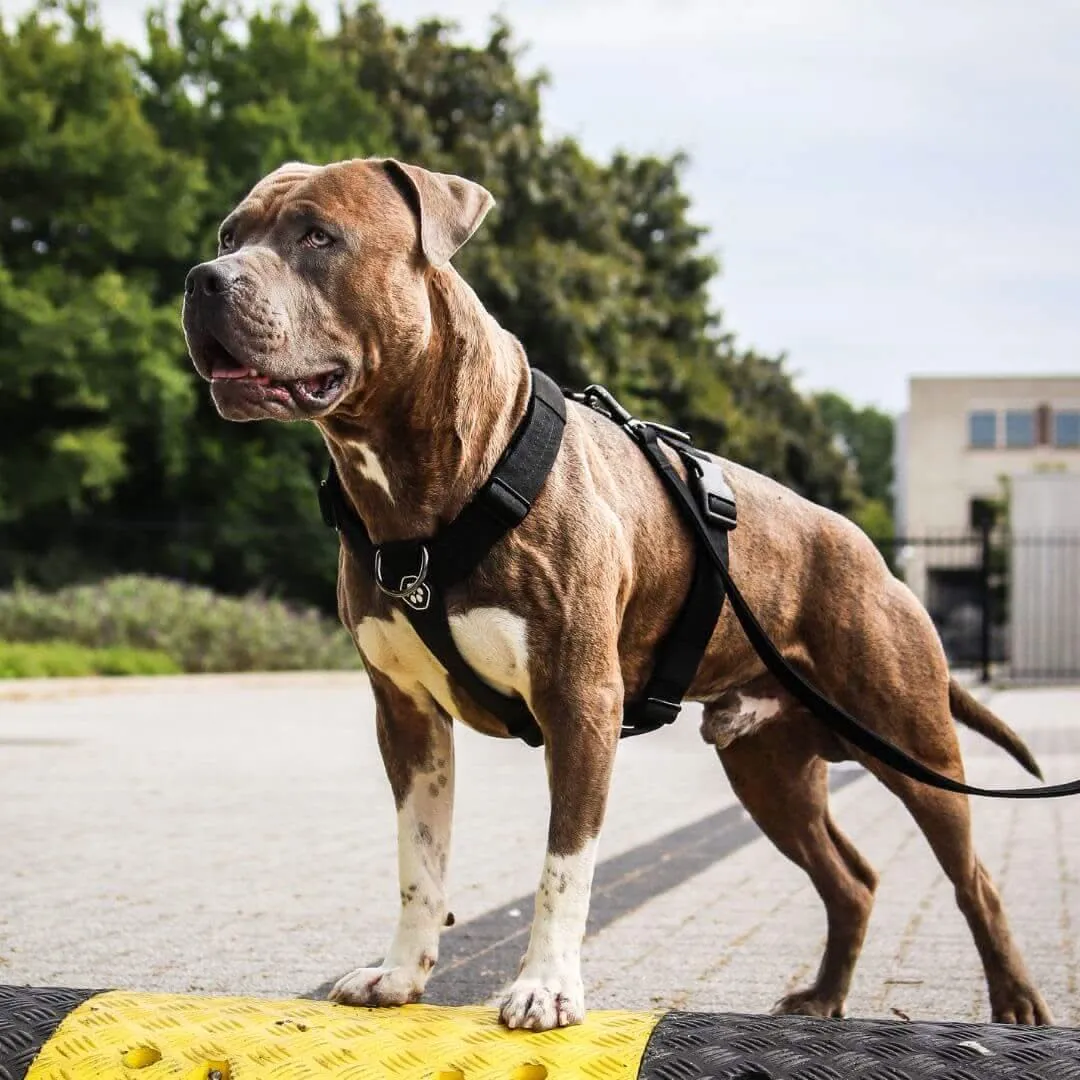 Comfort Control No-Pull Dog Harnesses