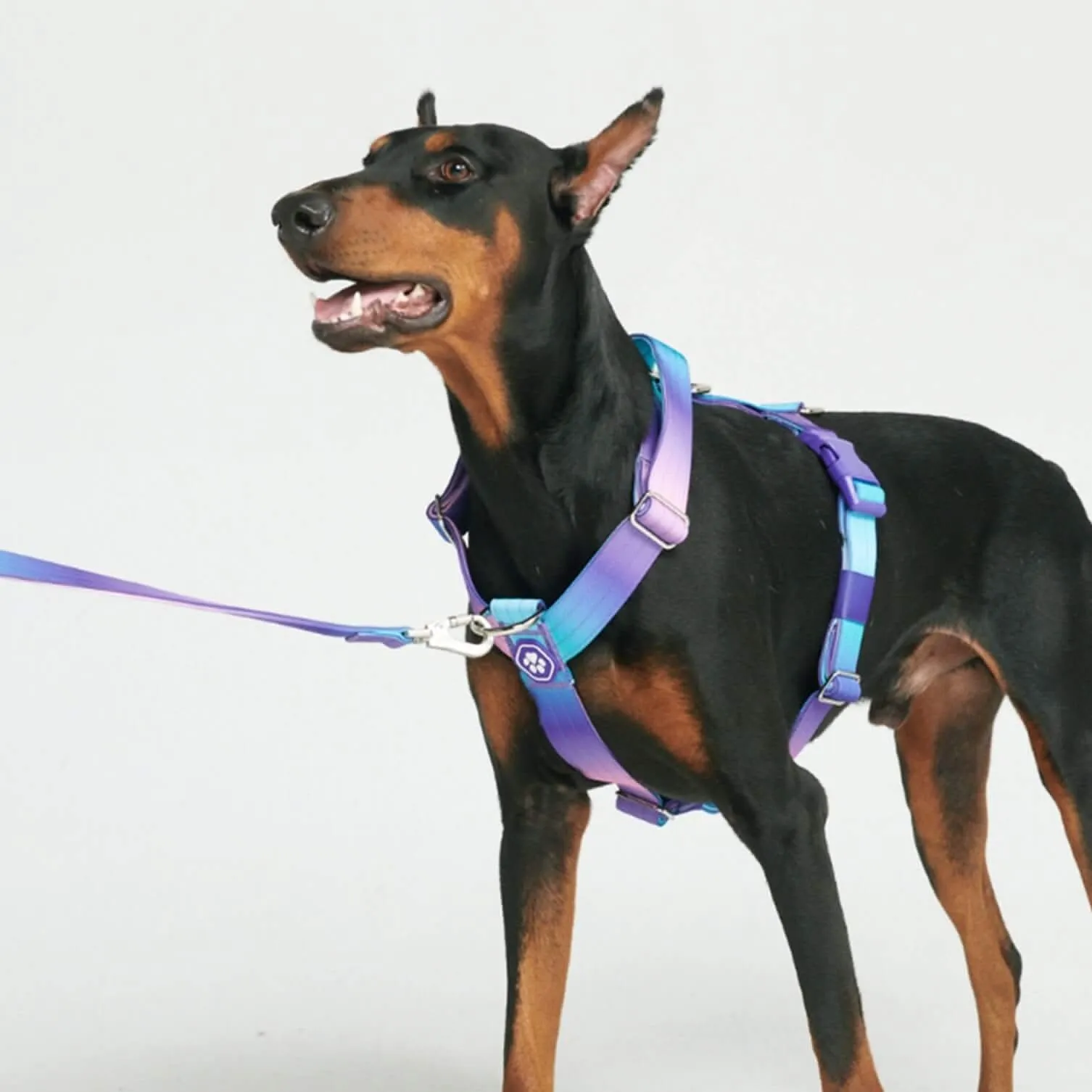 Comfort Control No-Pull Dog Harnesses