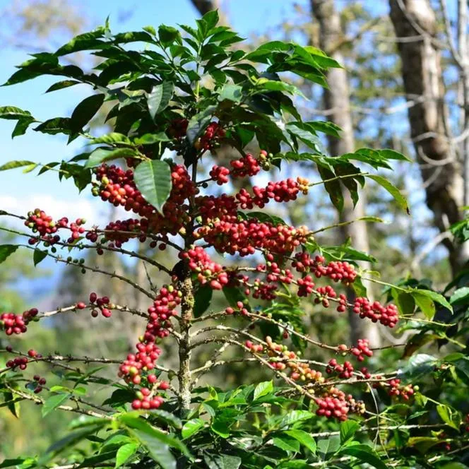 Finca La Lima, Estrella Divina project - La Coipa