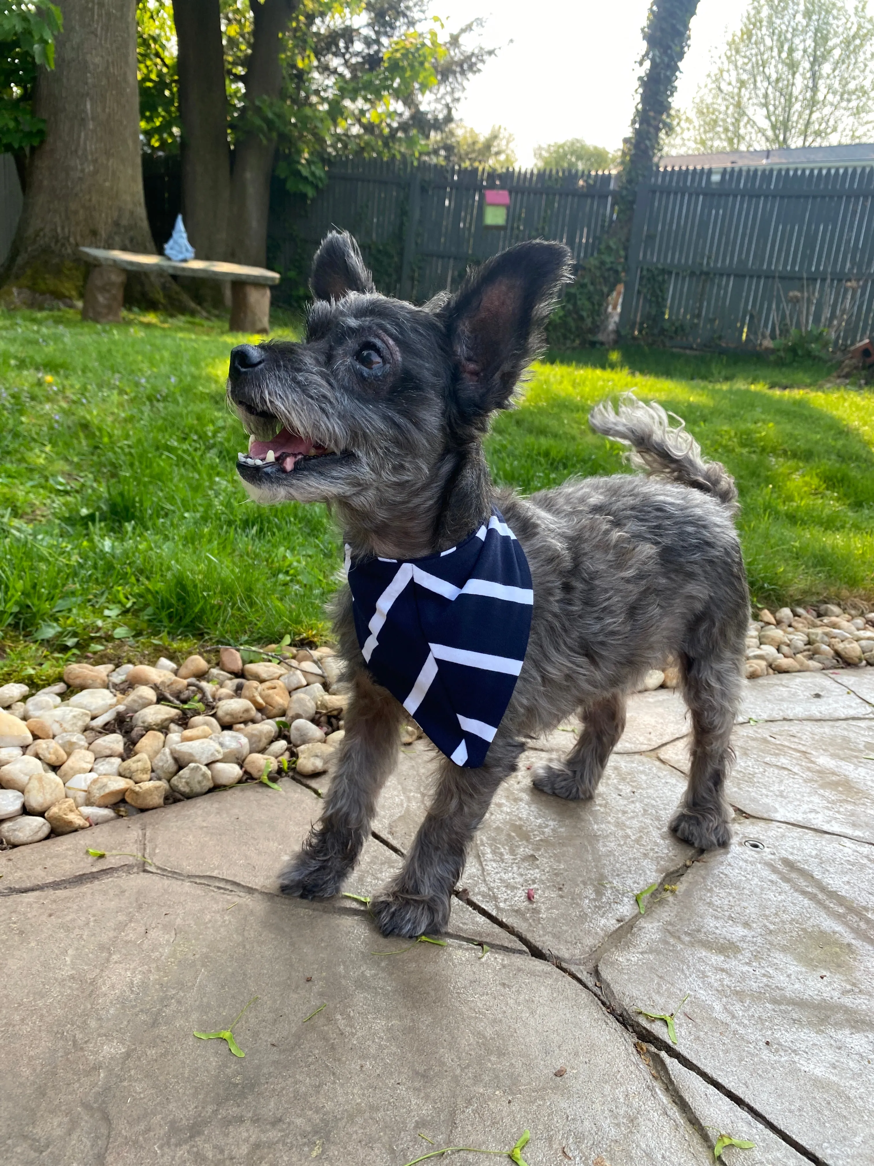 Navy Stripe Pet Bandana